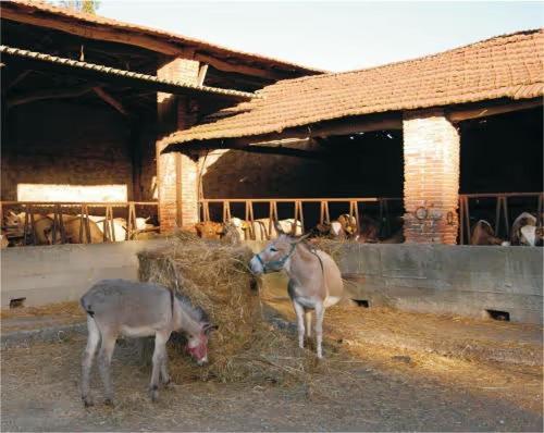 Fattoria Agriturismo Bigongiari Lucca Exterior photo