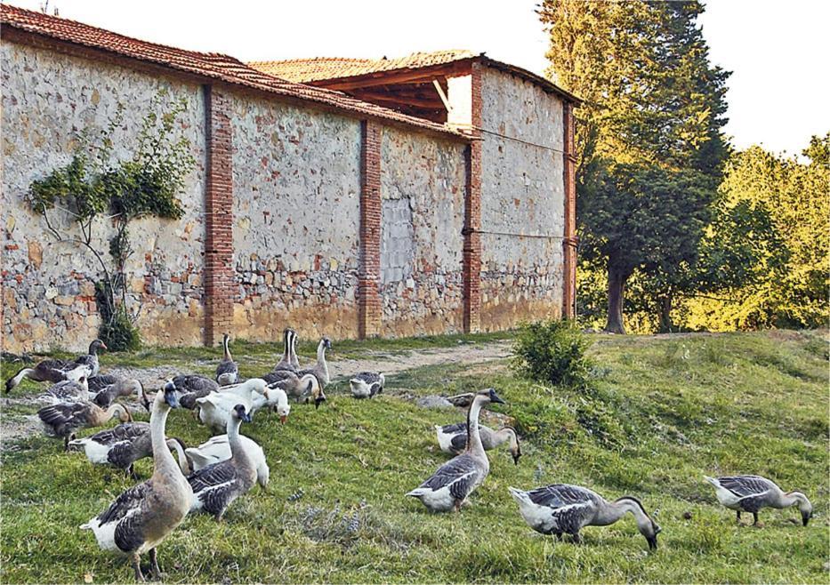 Fattoria Agriturismo Bigongiari Lucca Exterior photo